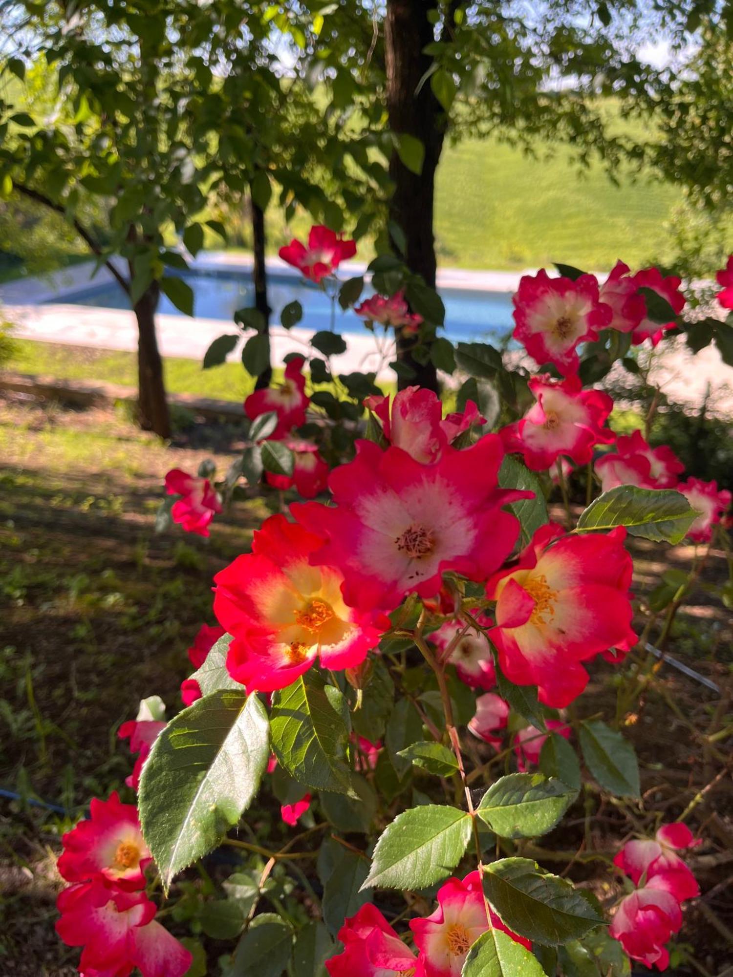 Agriturismo San Fabio Castelnuovo Berardenga Luaran gambar